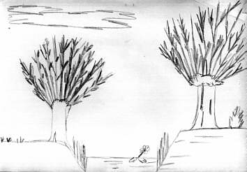 pollard-willow-drawing